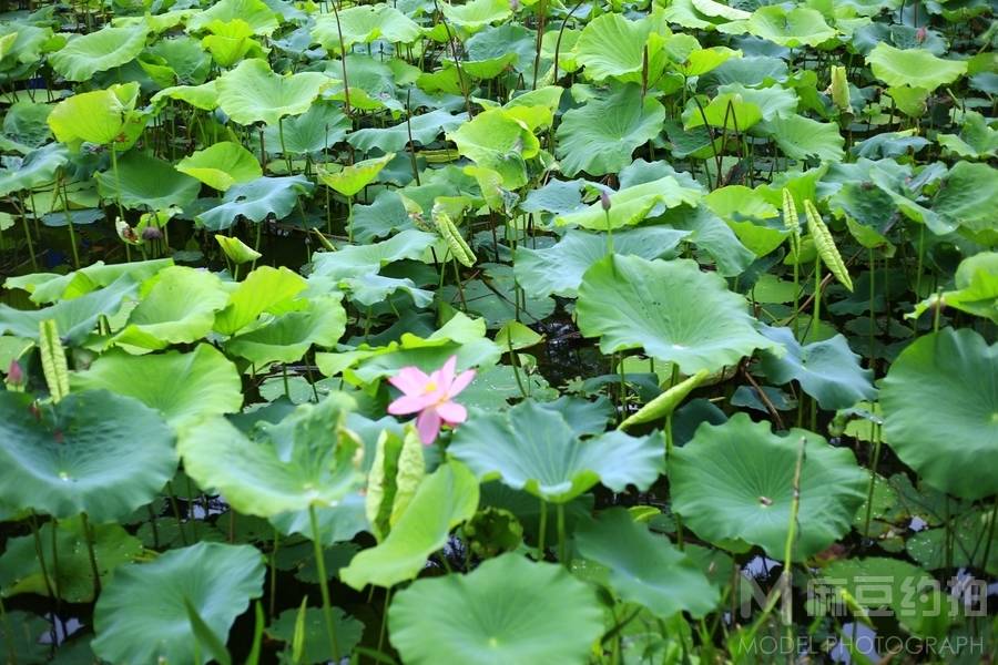 纪实模特