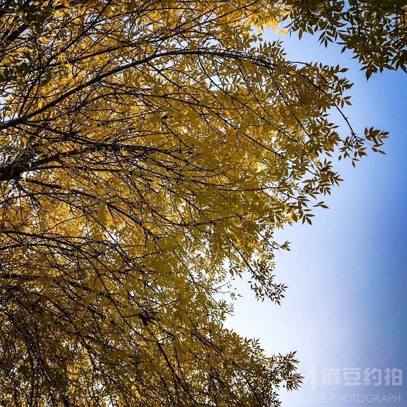 纪实模特