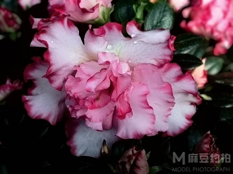 情侣模特