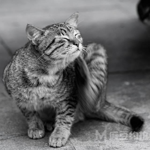 黑白模特