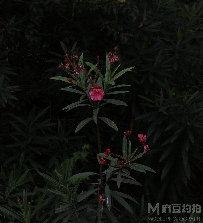 纪实模特
