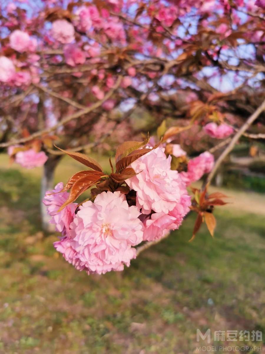 纪实模特