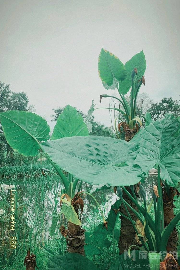 胶片模特