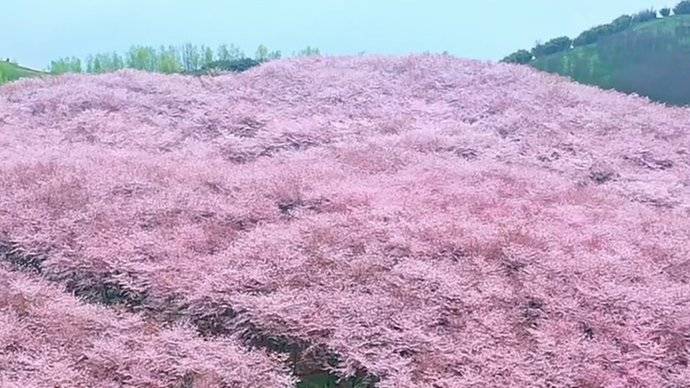 平坝樱花园