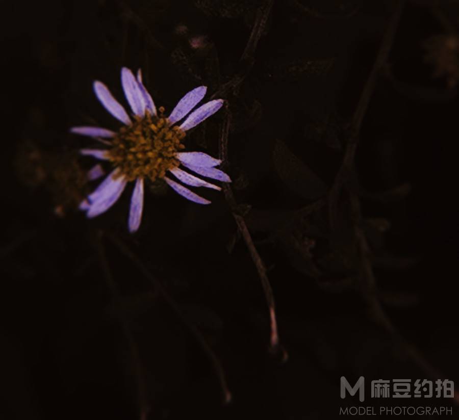 纪实模特