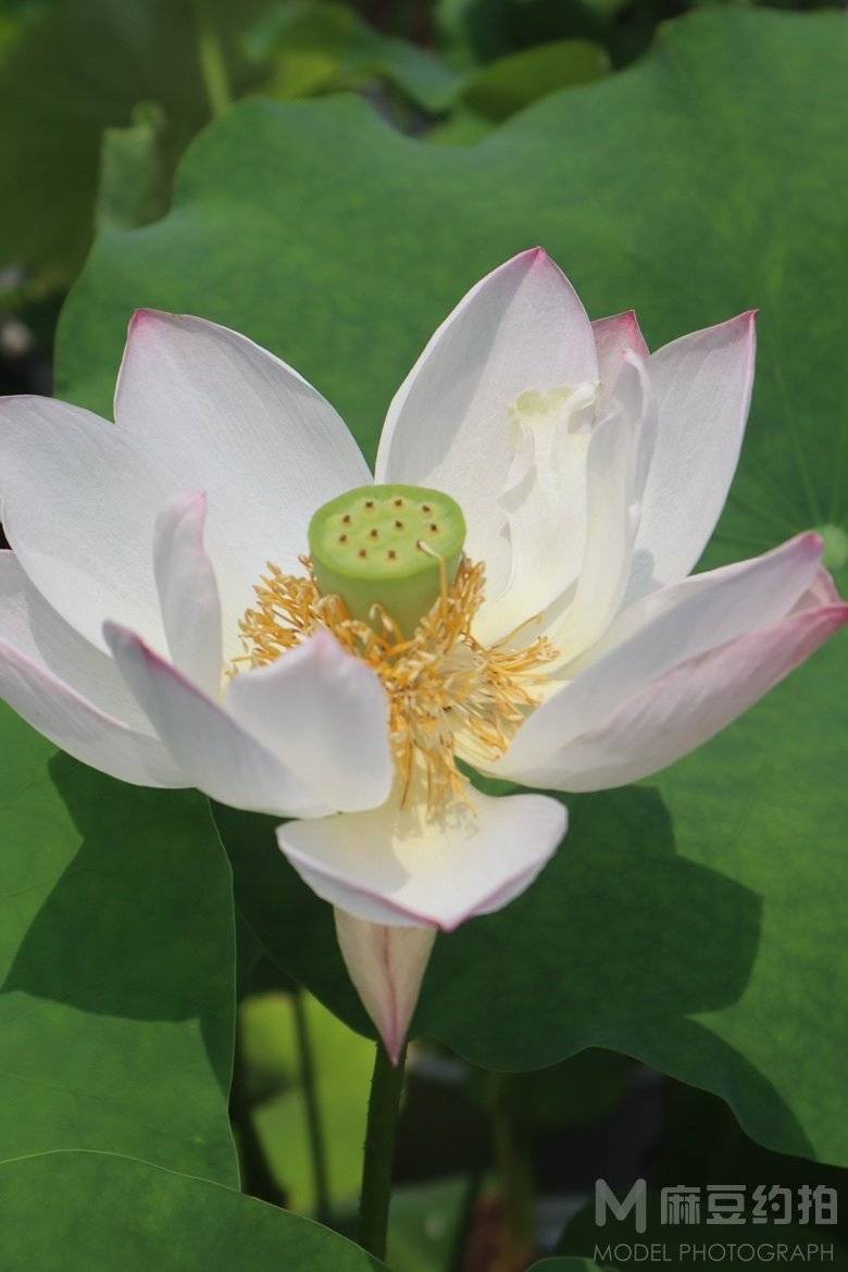旗袍模特
