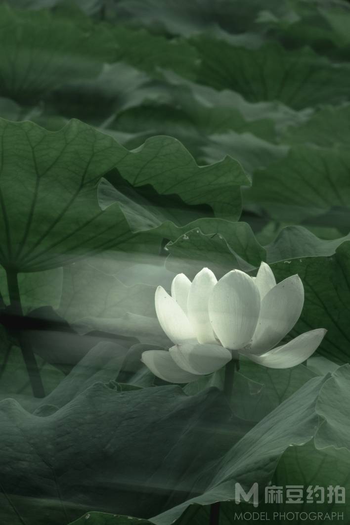 胶片模特