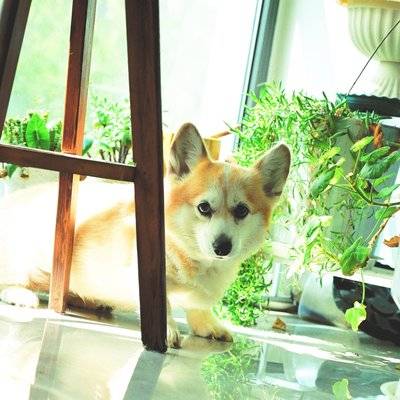 复古模特