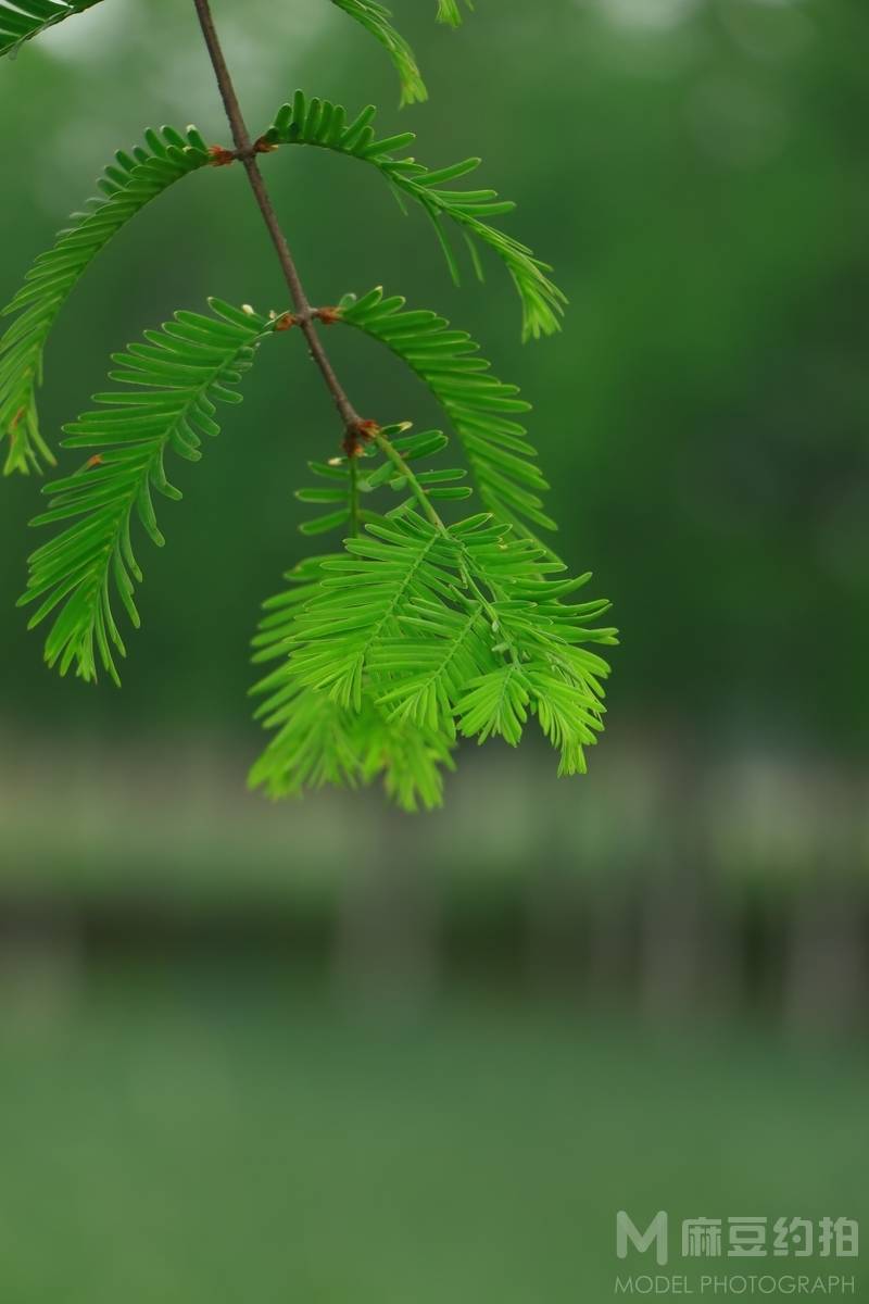 纪实模特
