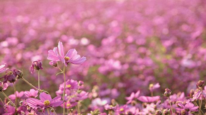 江东下湖花海