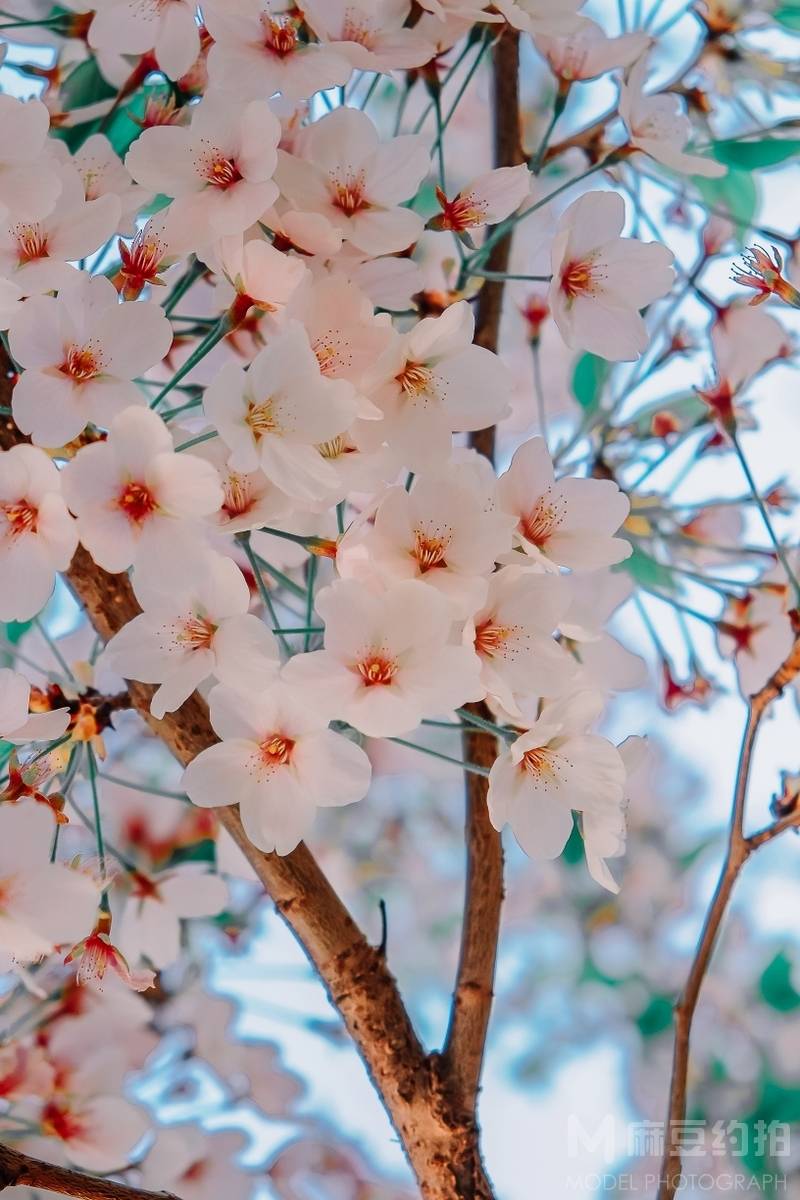 纪实模特