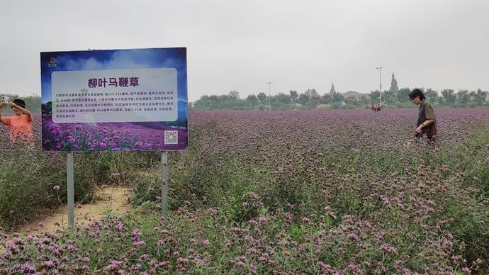 陌上花渡花海