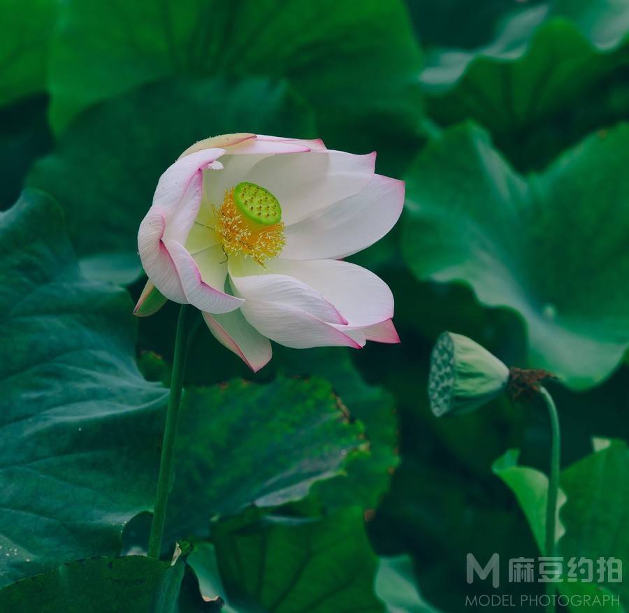 纪实模特