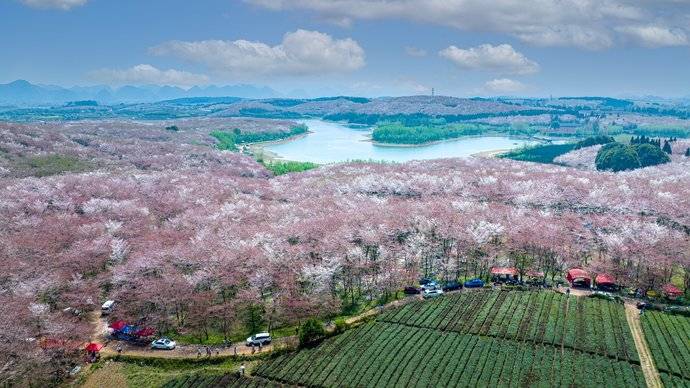 平坝樱花园