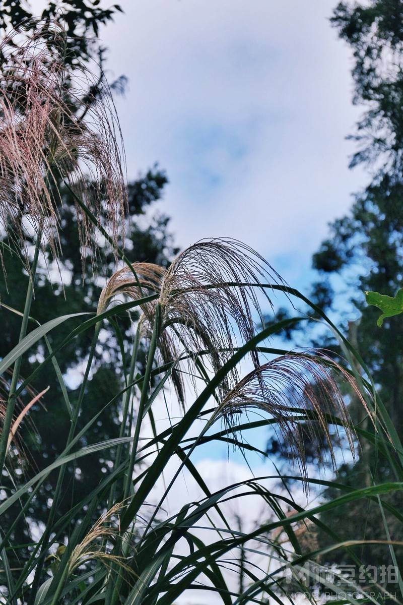 黑白模特