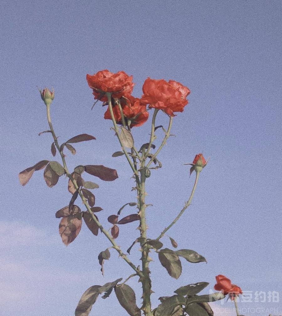 日系模特