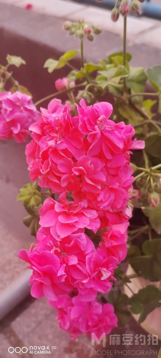 纪实模特