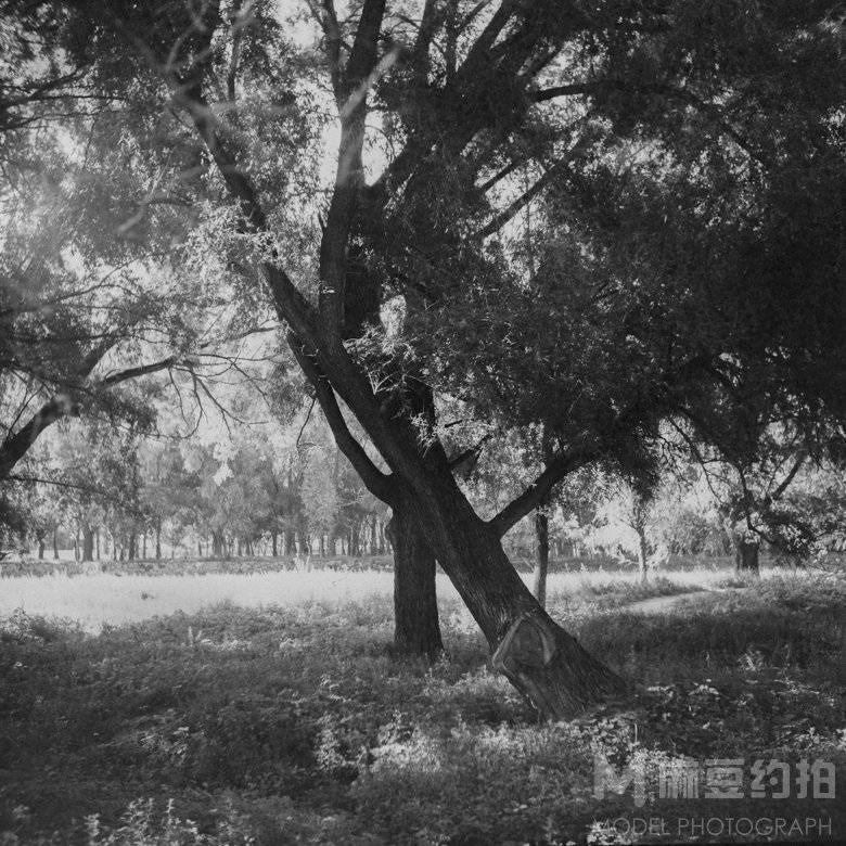 胶片模特
