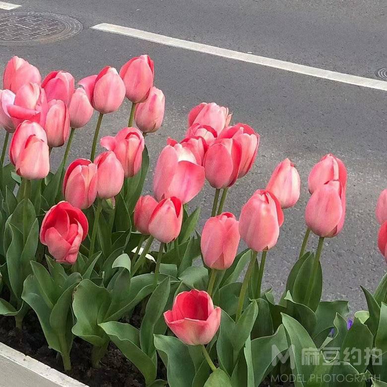 黑白模特