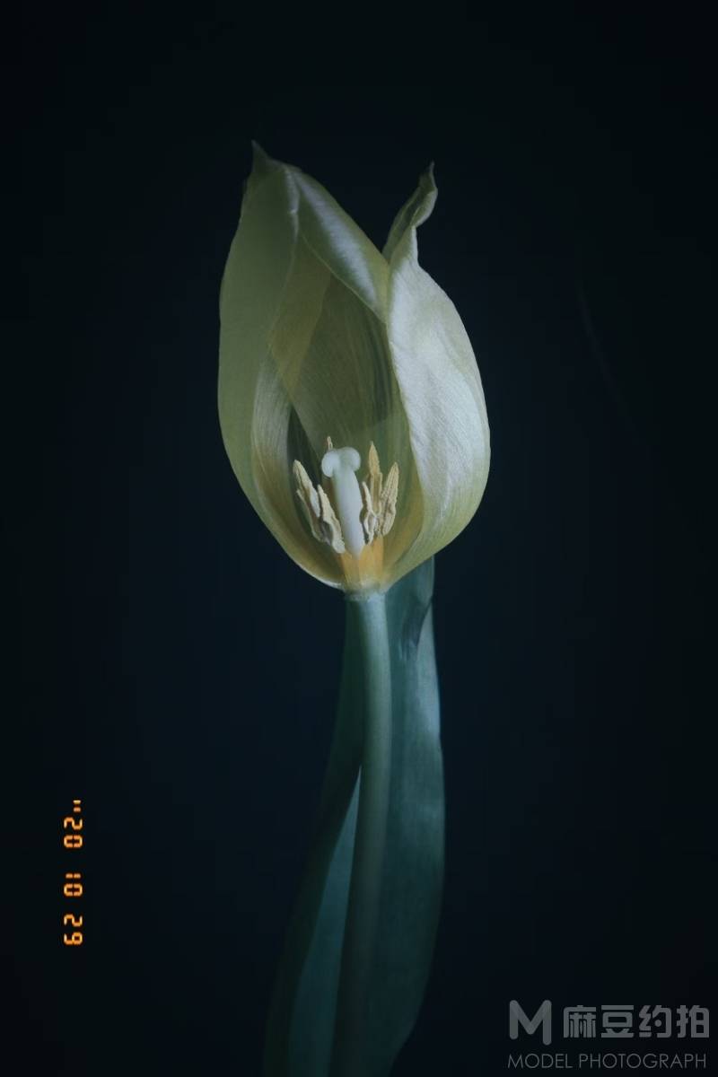 胶片模特