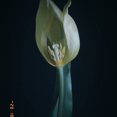 胶片模特