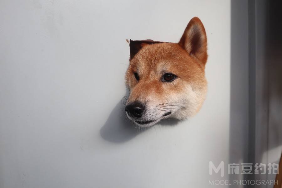 纪实模特