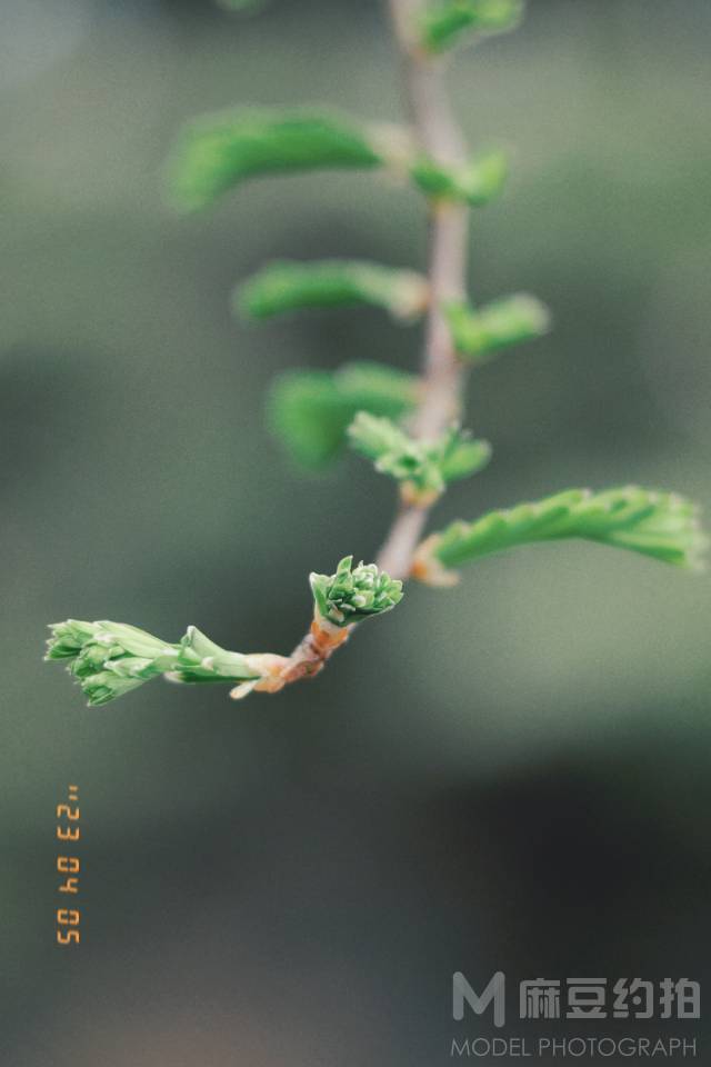 胶片模特
