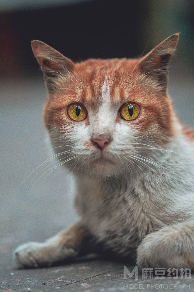复古模特