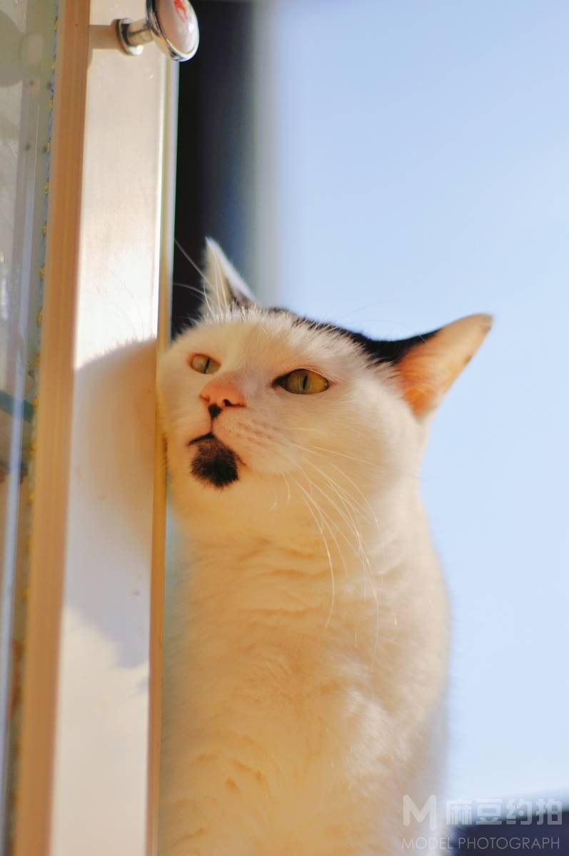 纪实模特