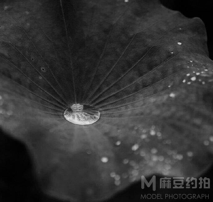 黑白模特