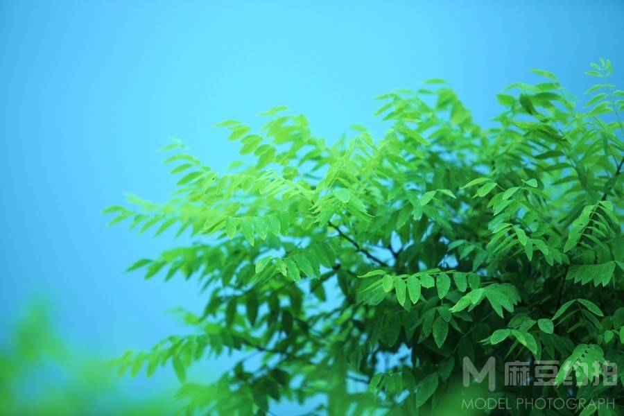 清新模特