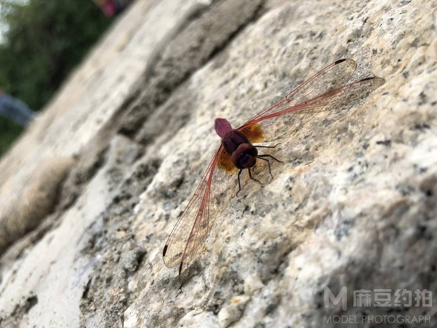 纪实模特