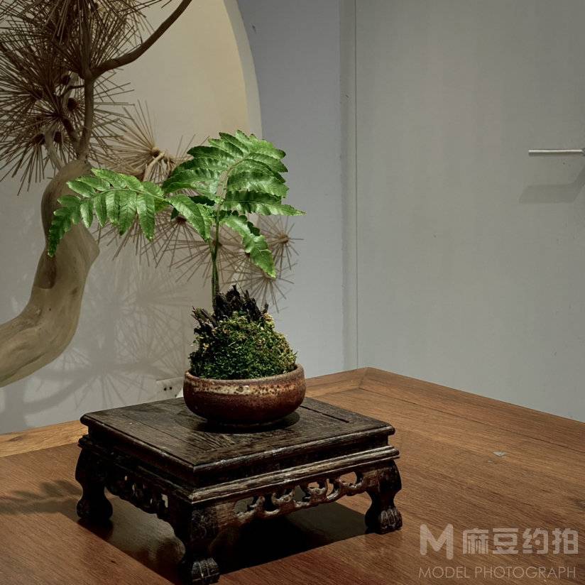 纪实模特