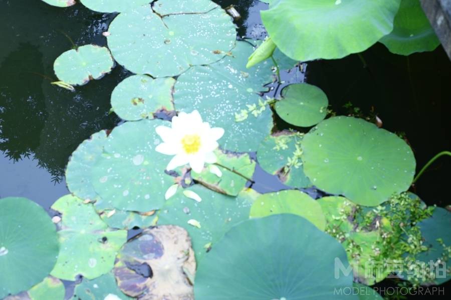 纪实模特