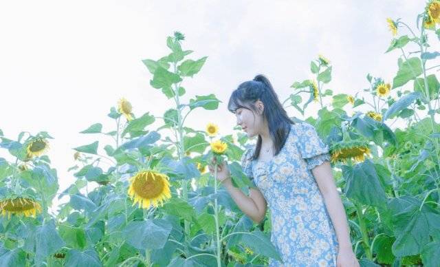 佛山桂城宜家葵花田