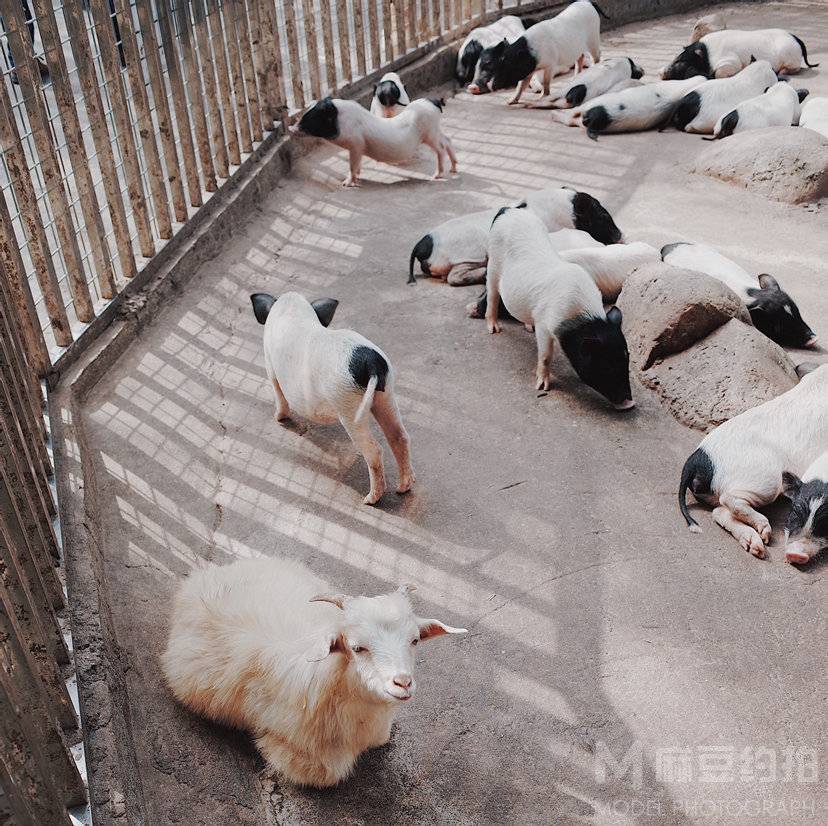 情侣模特