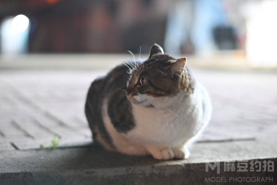 纪实模特