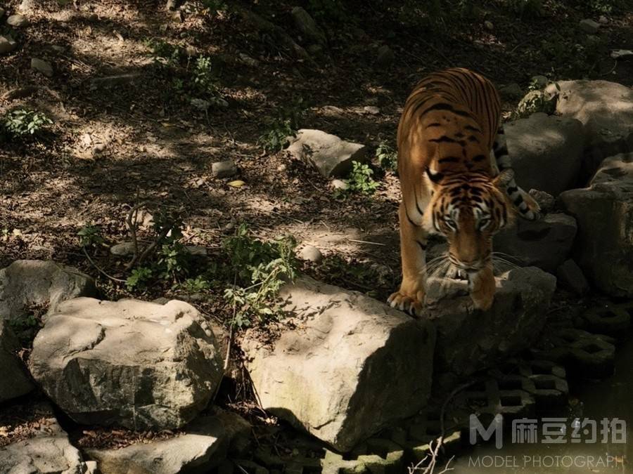 纪实模特