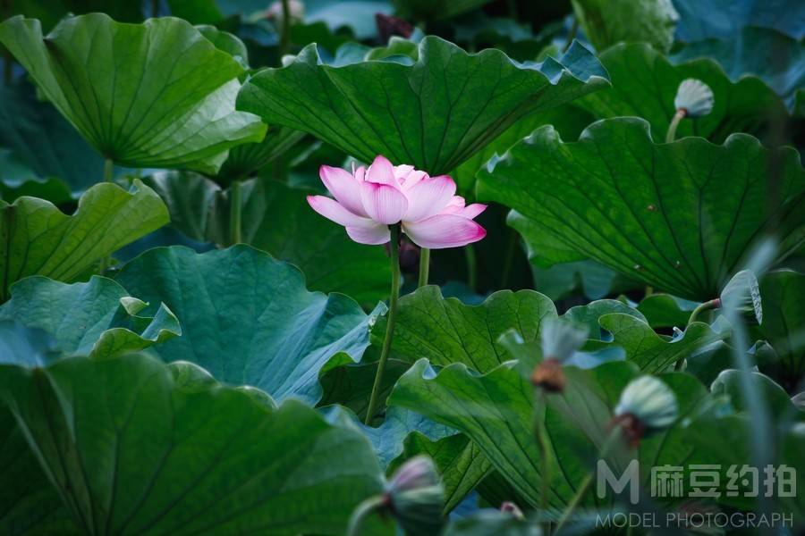 纪实模特