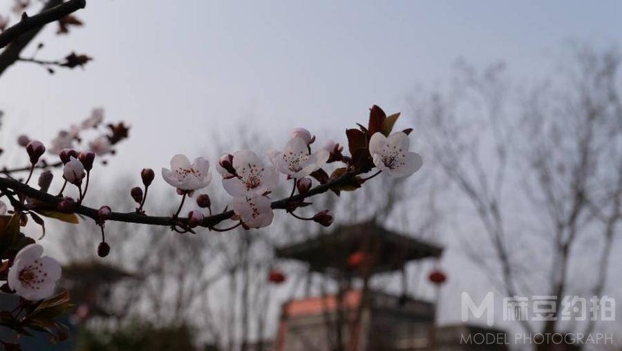 纪实模特