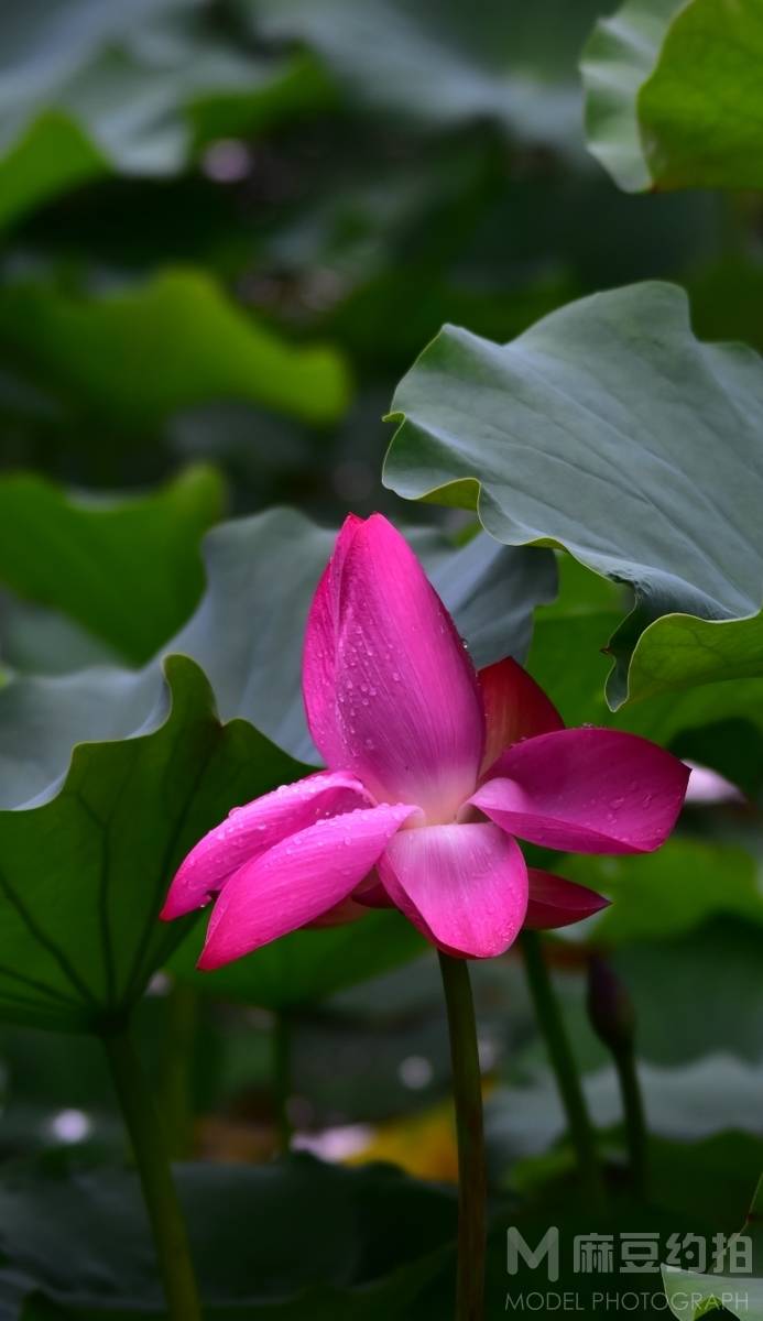 纪实模特