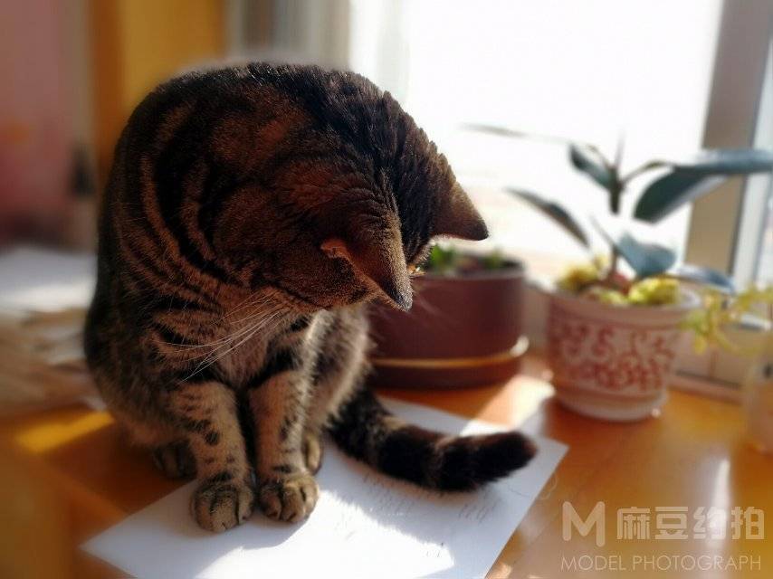 纪实模特