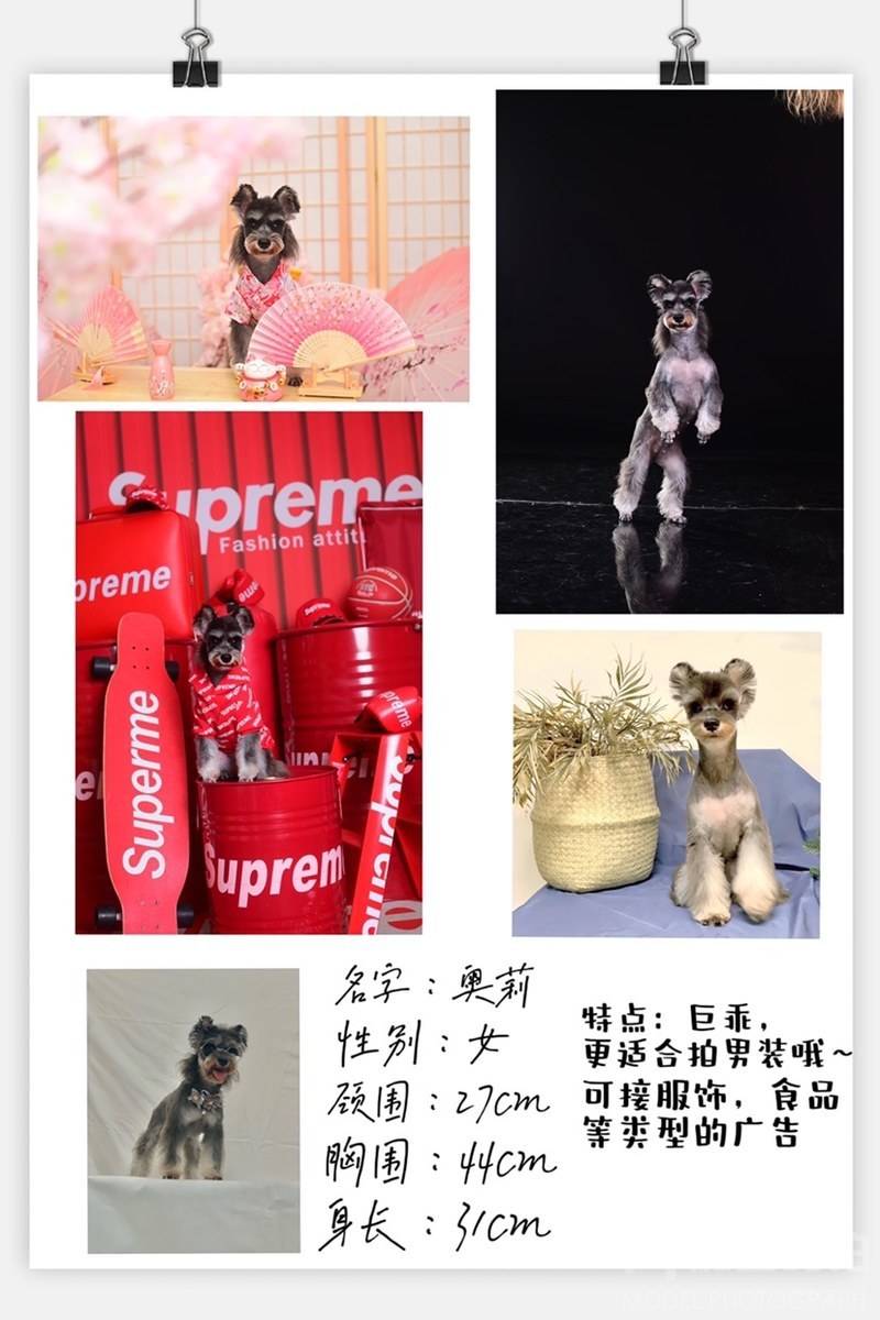 商务模特