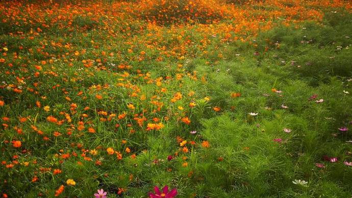 新沙村花地