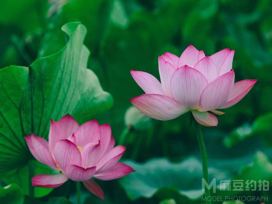 纪实模特