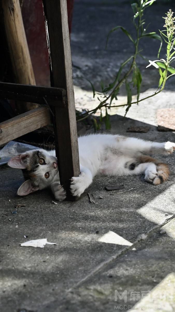 纪实模特