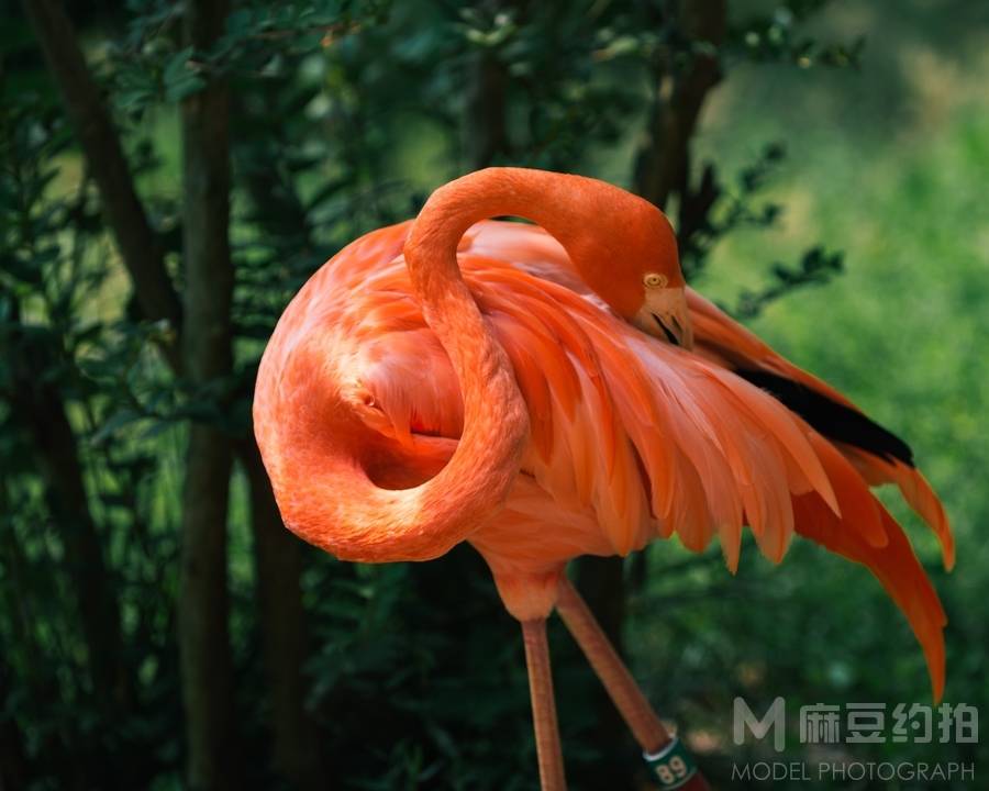 纪实模特