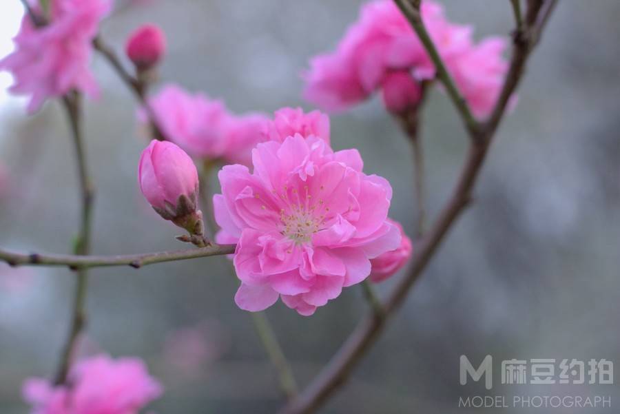 纪实模特
