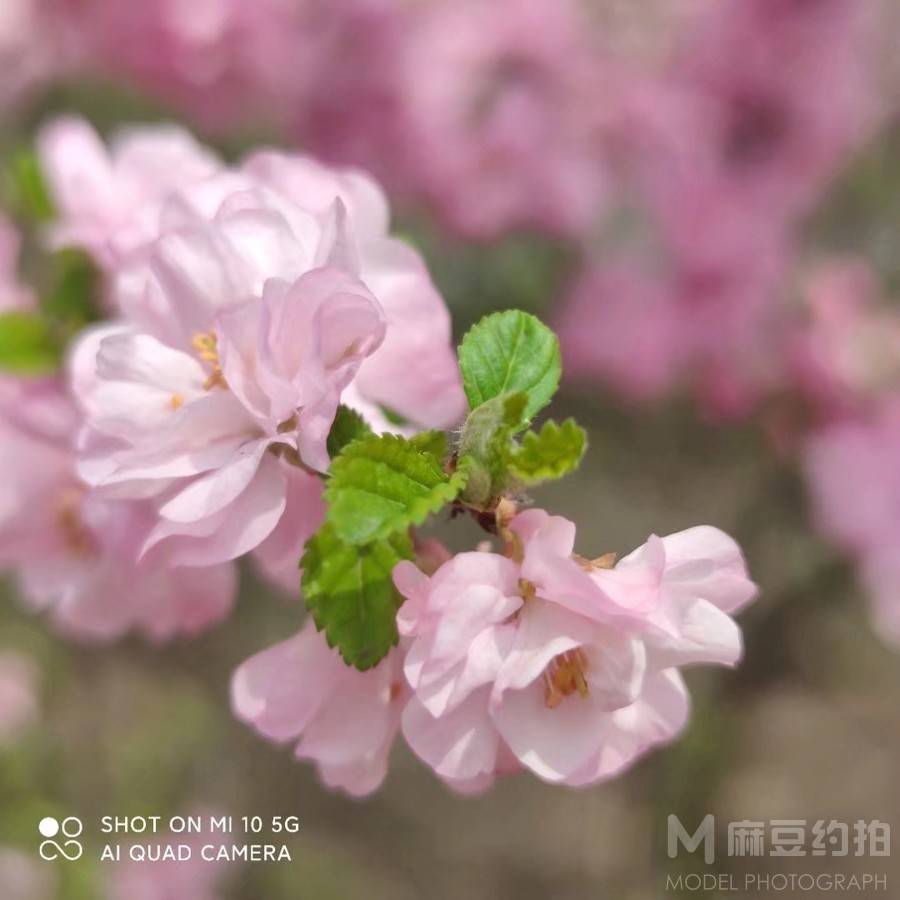胶片模特