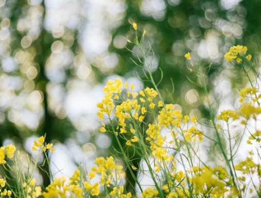 油菜花田（大片油菜花）